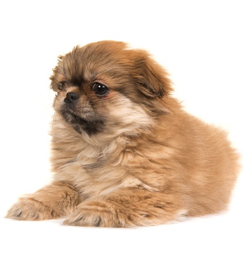 Photo of Tibetan Spaniel puppy