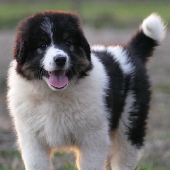 Photo of Tornjak puppy