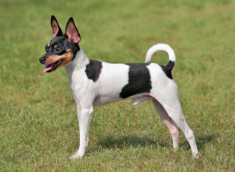 Toy Fox Terrier Large Photo