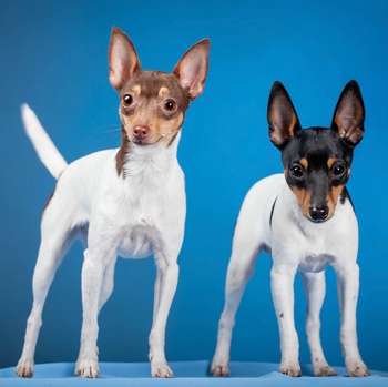 Photo of adult Toy Fox Terrier