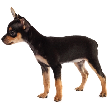 Photo of Toy Manchester Terrier puppy