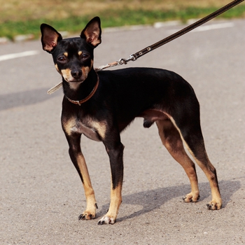 Photo of adult Toy Manchester Terrier