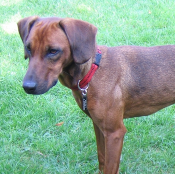 Photo of adult Tyrolean Hound