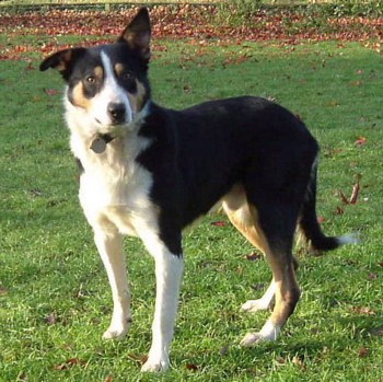 Photo of adult Welsh Sheepdog
