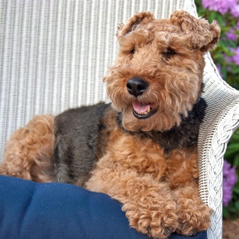 Photo of adult Welsh Terrier