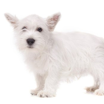 Photo of West Highland White Terrier puppy