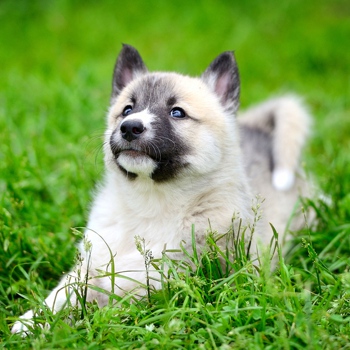 Photo of West Siberian Laika puppy