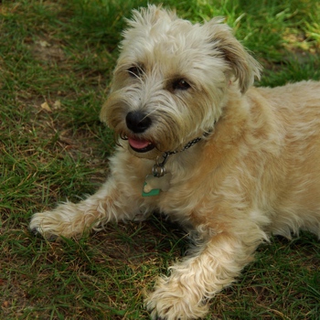 Photo of adult Yorkie Russell