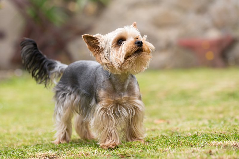 Yorkshire Terrier Large Photo