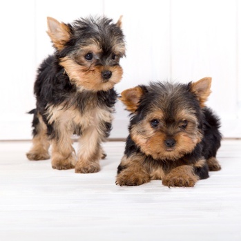 Photo of Yorkshire Terrier puppy
