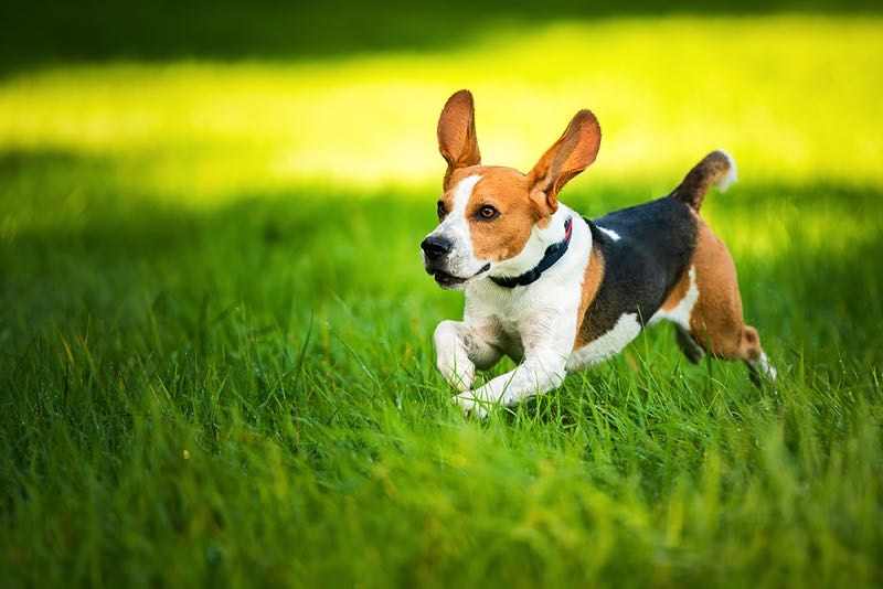 Beagle flying through the grass