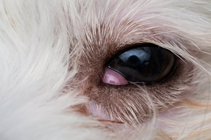 Cherry Eye in Dogs Health Articles