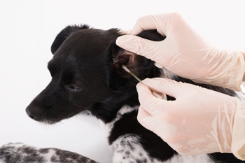 Closeup of a vet cleaning a dog's ear