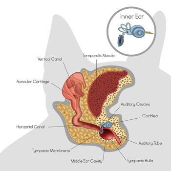Dog ear anatomy