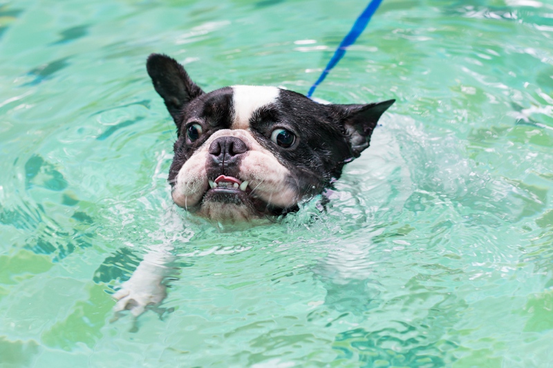French Bulldog swimming