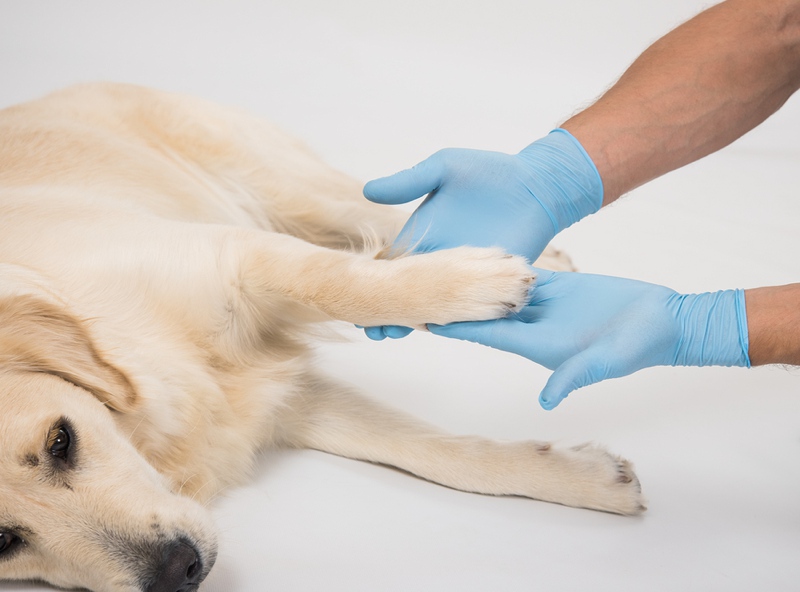 Golden Retriever being monitored by a veterinarian
