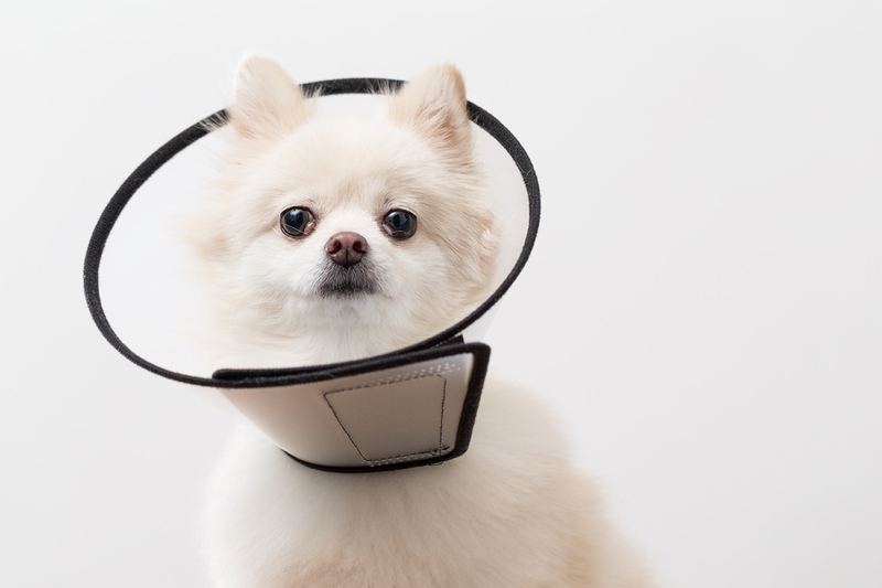 Pomeranian with protective collar