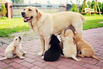 Puppies with their mother