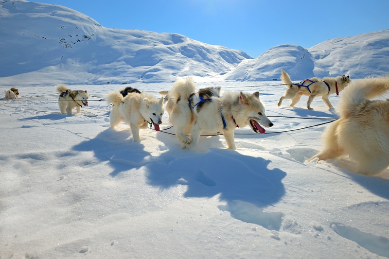 Sled Dogs in Greenland