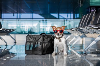 Dog at the airport