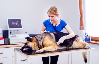 Vet examines dog with bad stomach