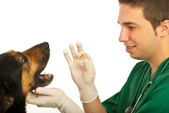 Vet giving dog worming treatment pill