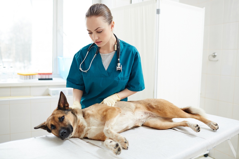 Vet nurse looking after sick dog